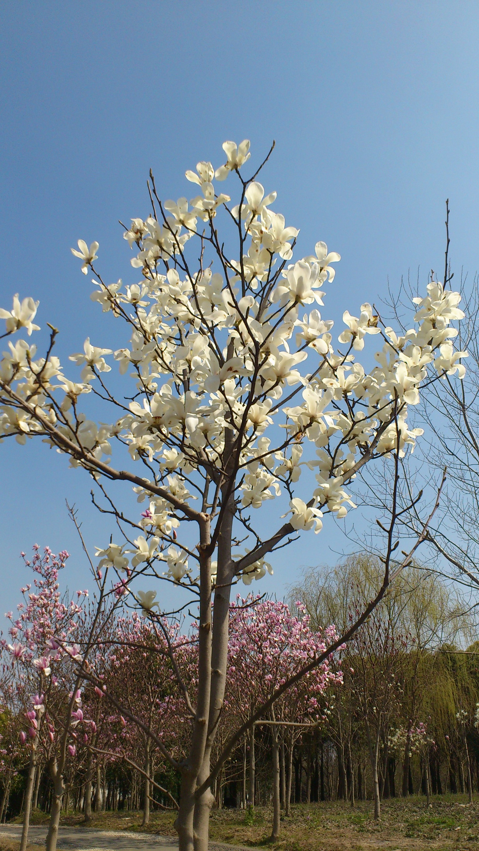 随手拍!上海市花【白玉兰】