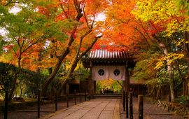 京都光明寺天气预报,历史气温,旅游指数,光明寺