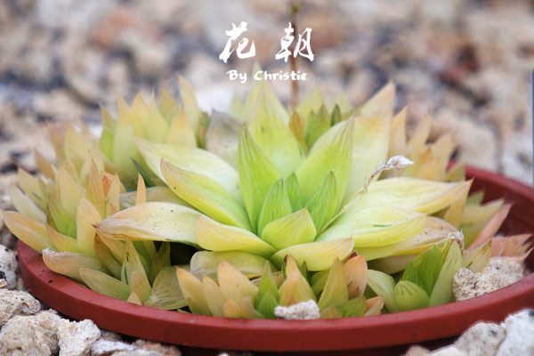 这个叫"凝脂菊,这些多肉植物的名字一个个都格外优美.
