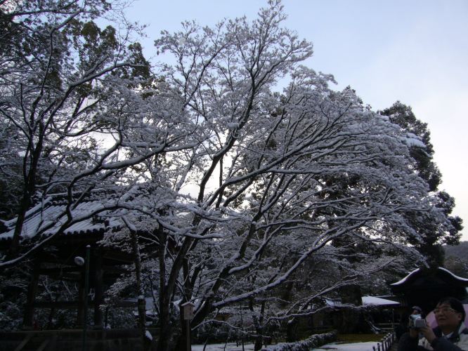 春节游日本,上海出发东京-箱根-京都-大阪6日跟