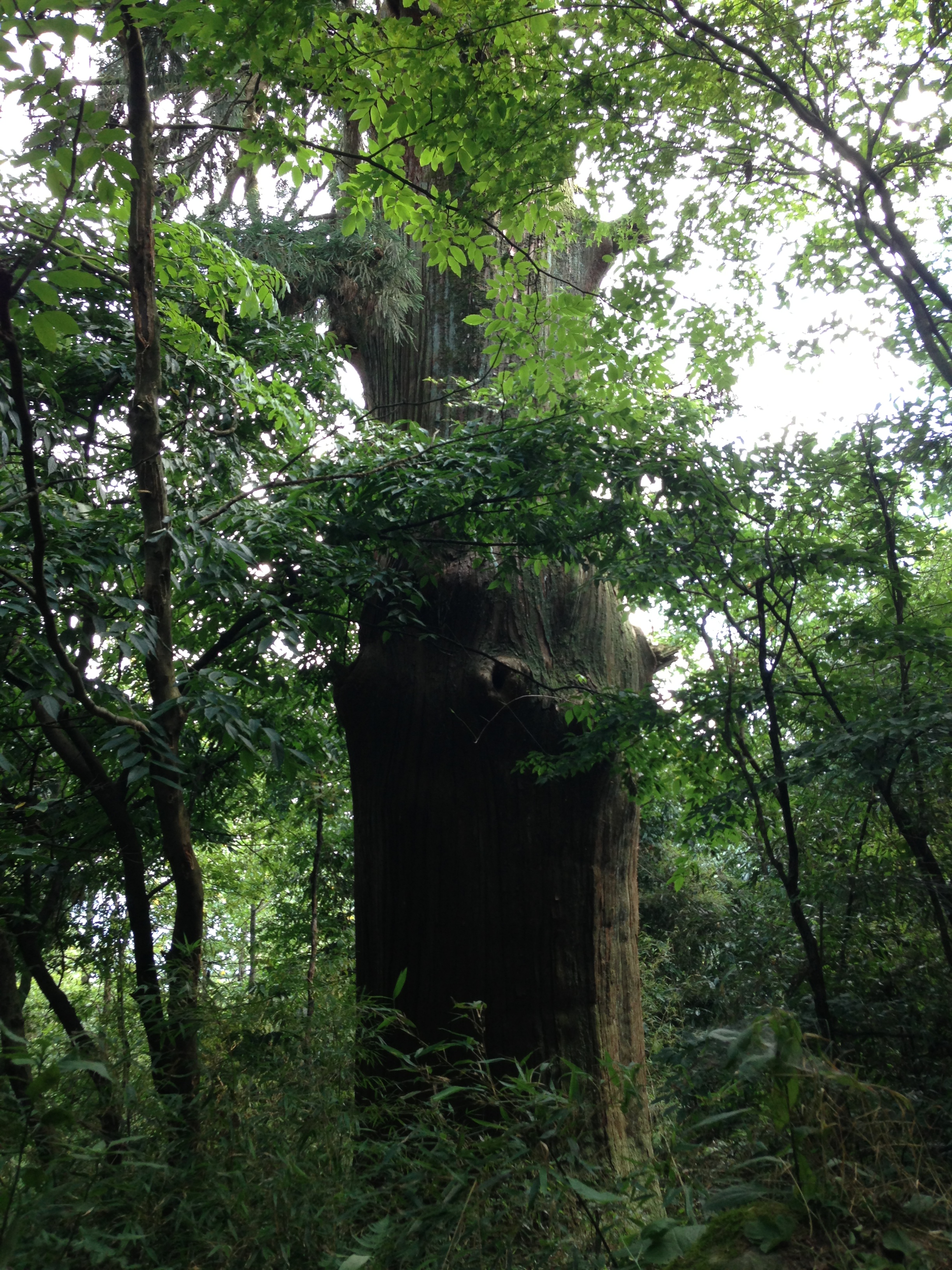 杭州临安天目山大树王景区