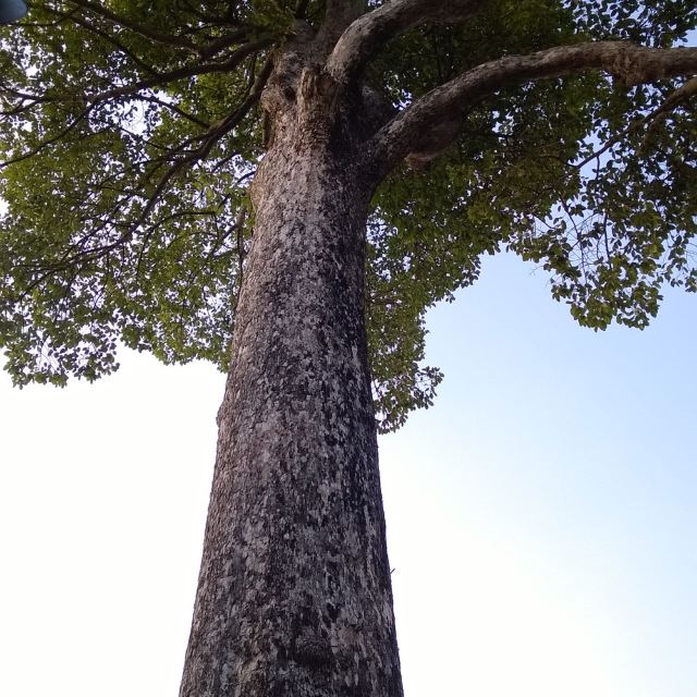 超级高大的一棵树