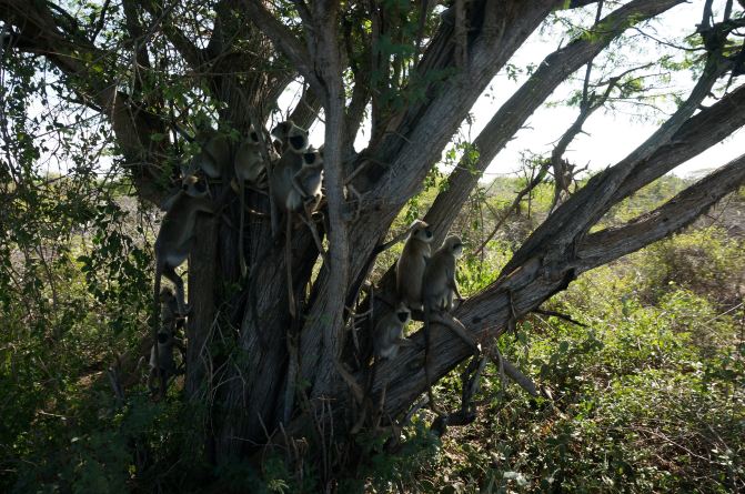 亲子游斯里兰卡8日7晚自由行实用攻略 - 斯里兰