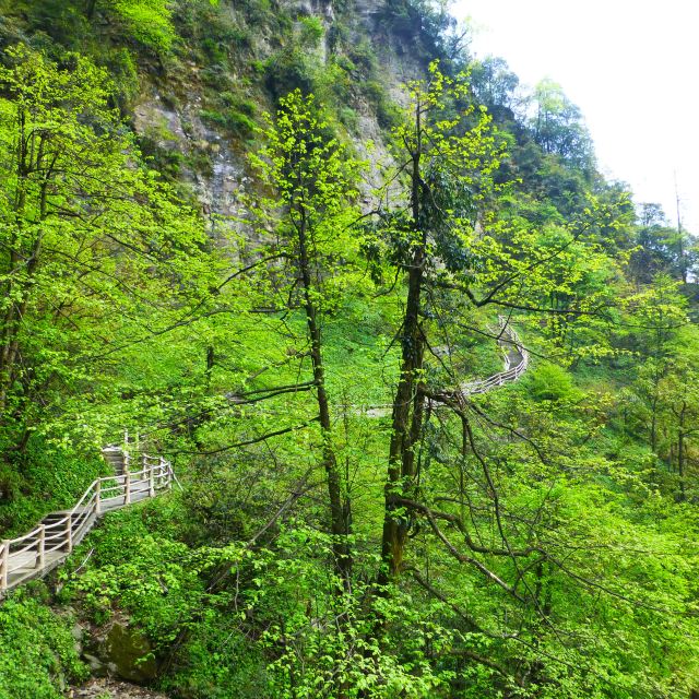四川之旅—成都,黄龙溪,峨眉山,乐山大佛