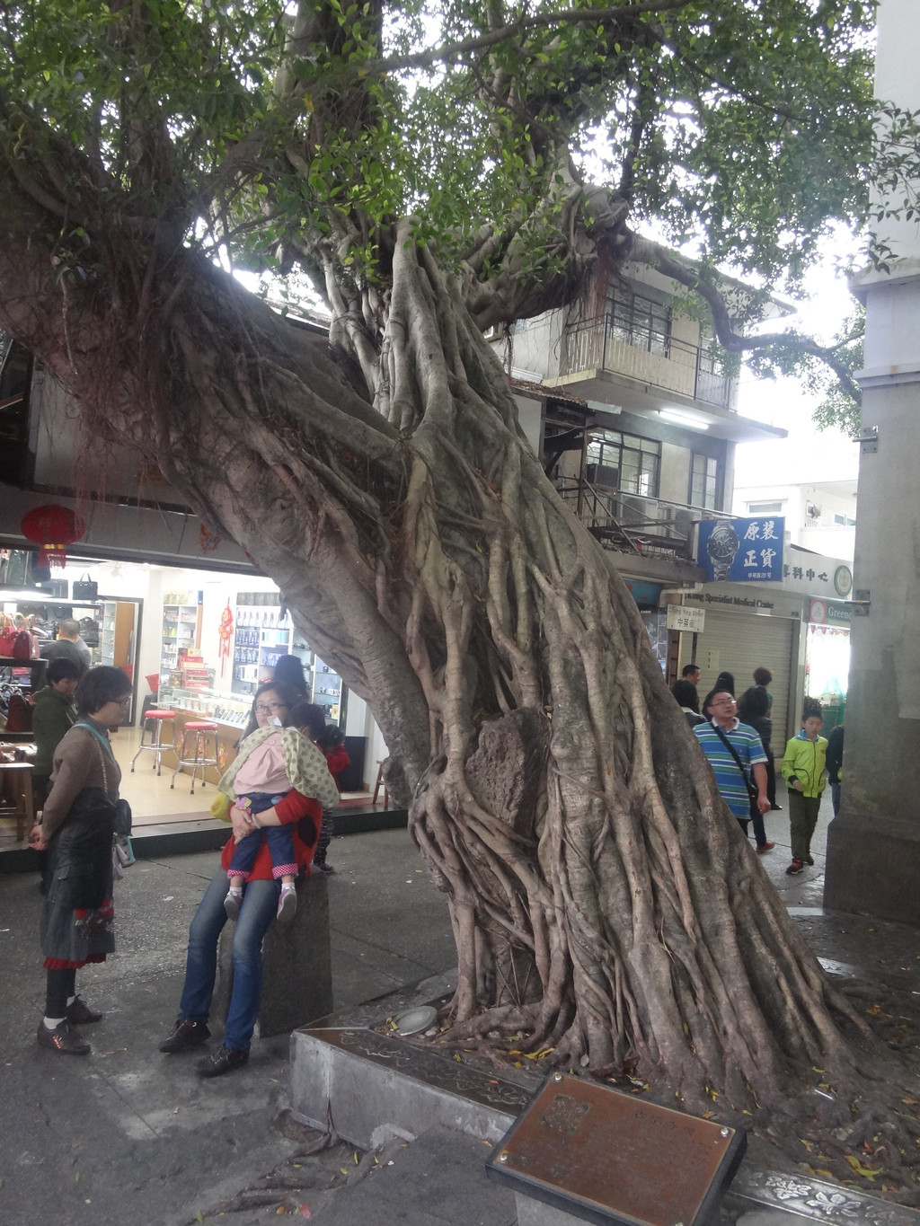上海市的市树是什么? - 知乎