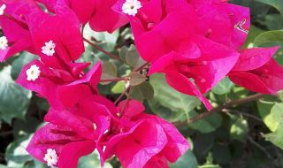 【携程攻略】厦门达人咨询服务,厦门当地人,厦