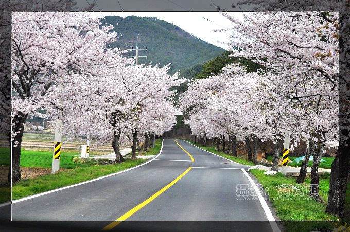 品味韩国——樱花之恋