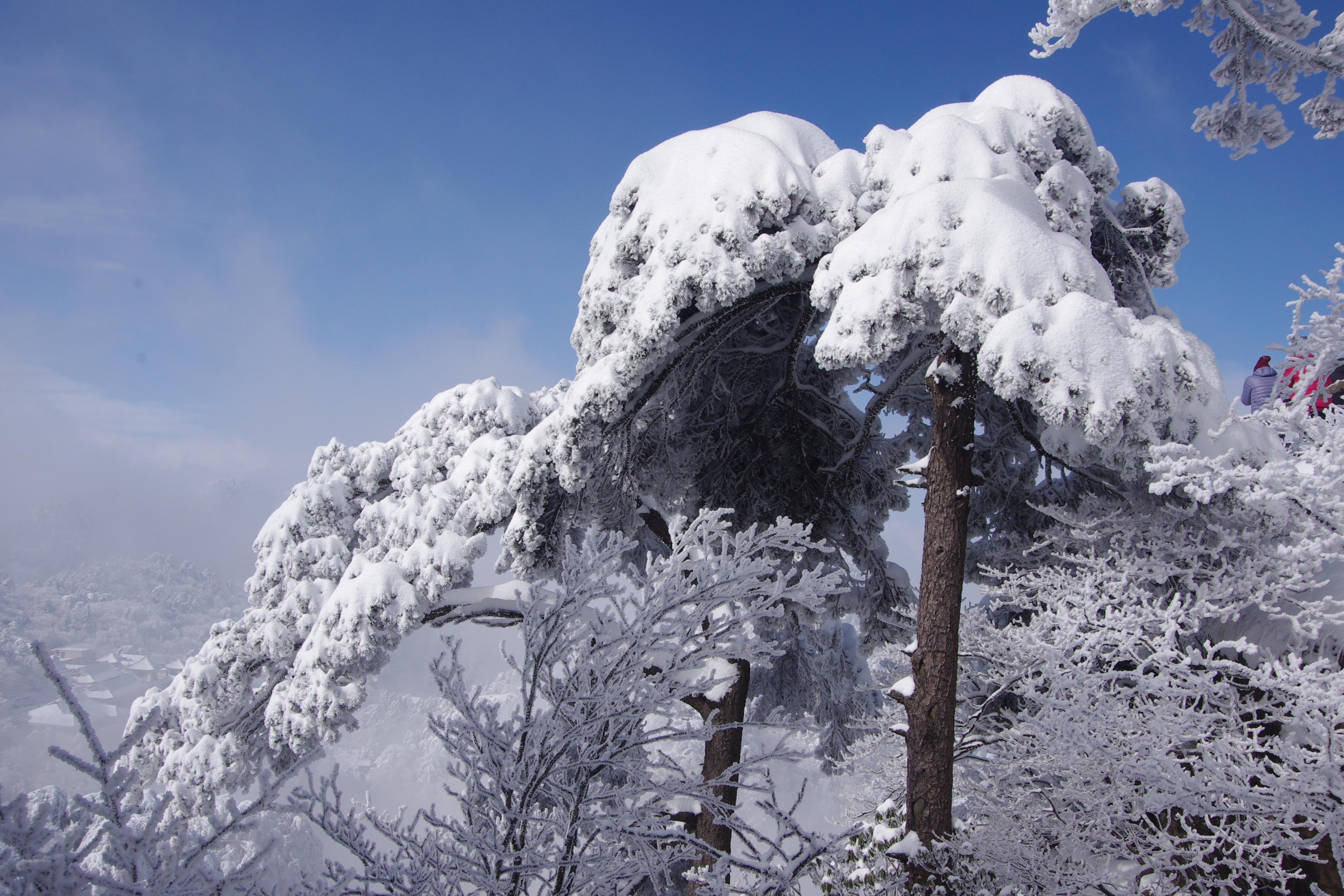 大雪压青松 黄山风景区