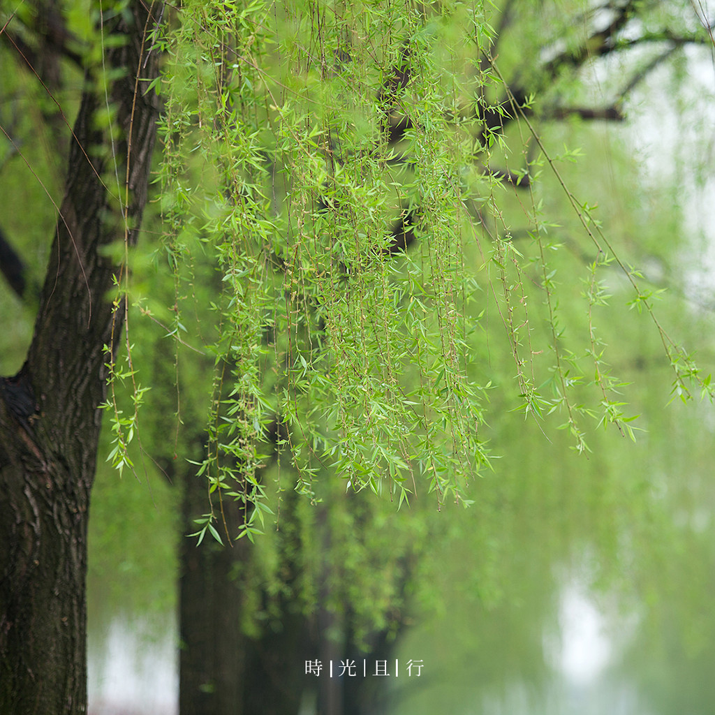 江南的风情,尽在那一场烟雨里.——这个春天,来浙江.