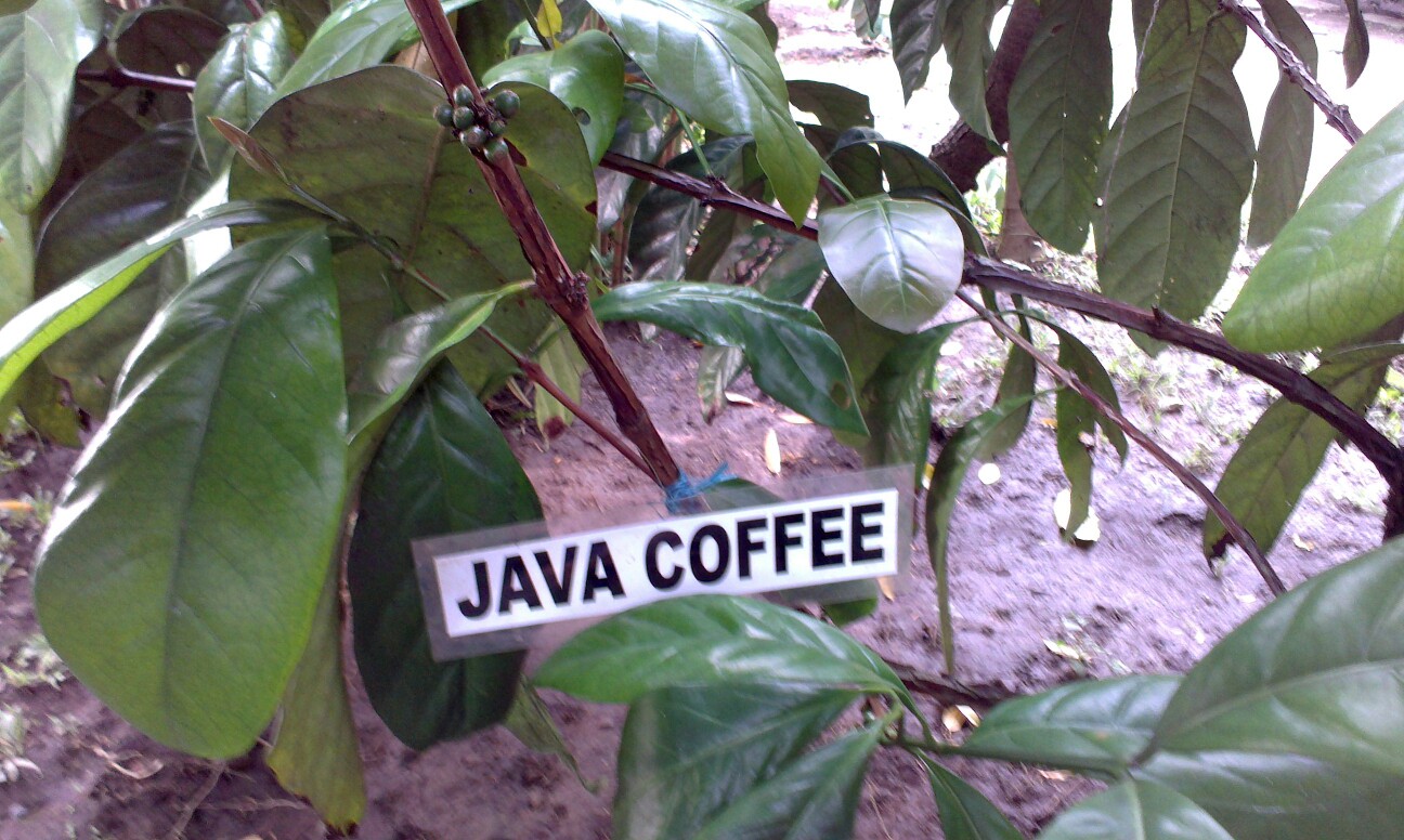 第一次看见咖啡树,原来咖啡豆没有豆荚的～ negari coffie