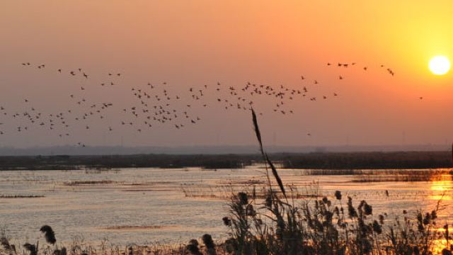 泗洪洪泽湖湿地公园_泗洪湿地公园门票收入(3)
