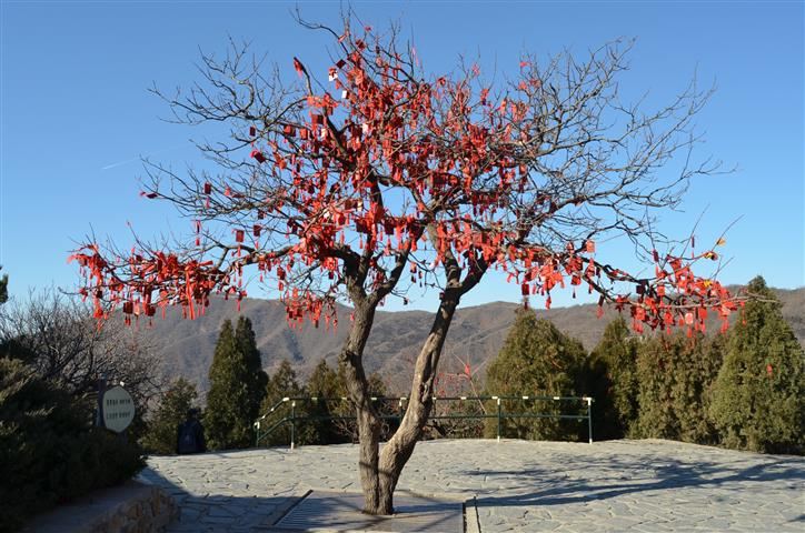 山顶的许愿树,早已经是硕果累累,远看上去还以为是红叶呢.