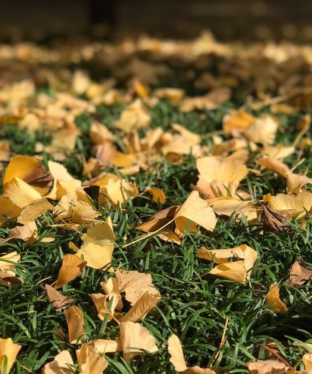 新宿区明治神宫外苑攻略 新宿区明治神宫外苑门票 攻略 地址 图片 门票价格 携程攻略