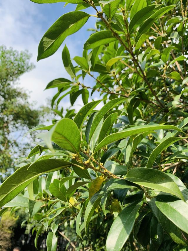 上海桂林公园游玩攻略简介 上海桂林公园门票 地址 图片 开放时间 照片 门票价格 携程攻略