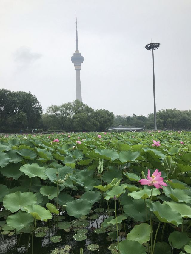 北京玉渊潭公园攻略,北京玉渊潭公园门票/游玩攻略/地址/图片/门票