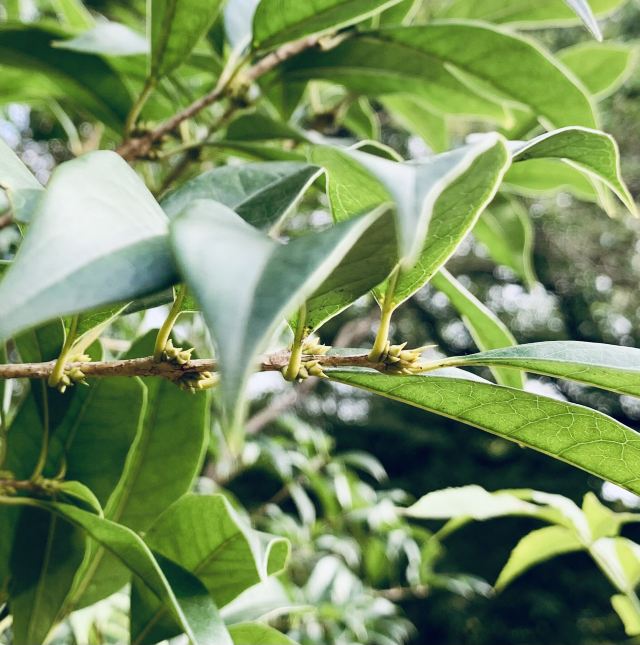 上海桂林公园游玩攻略简介 上海桂林公园门票 地址 图片 开放时间 照片 门票价格 携程攻略