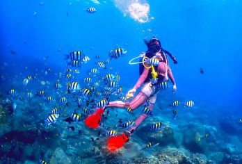 亚龙湾爱琴海PADI潜水度假村一日游【珊瑚区潜水/水下拍摄】【[小众潜点]软珊瑚、鱼群多，被誉称为：醉美的海底花园】