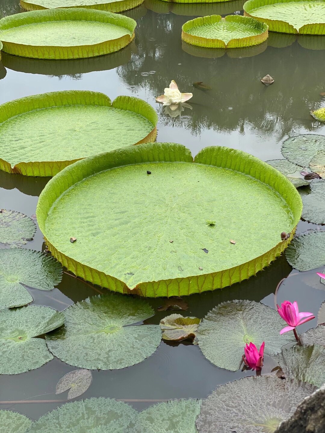 中国科学院西双版纳热带植物园-...