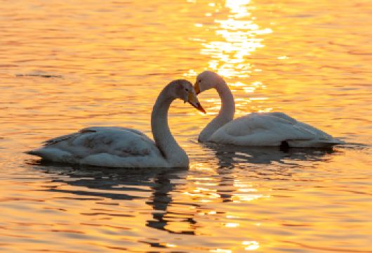 威海成山头+天鹅湖+烟墩角一日游【纯玩包车行程自由 9小时】【车型齐全，满足多人出行需要】