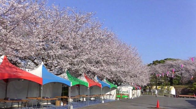 东京飞鸟山公园攻略 东京飞鸟山公园门票 游玩攻略 地址 图片 门票价格 携程攻略