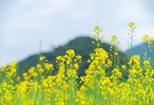 广州天人山水大地艺术园一日游【山林湖溪美景 水上皮划艇 】【[公司出游]公司团队出游专属行程，独立成团VIP服务】