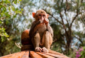 猴岛公园+亚龙湾玫瑰谷一日游【2-8私团含门票索道猕猴童趣】【登南湾猴岛，感受疍家渔排风情，和萌萌的小猕猴亲密接触；】