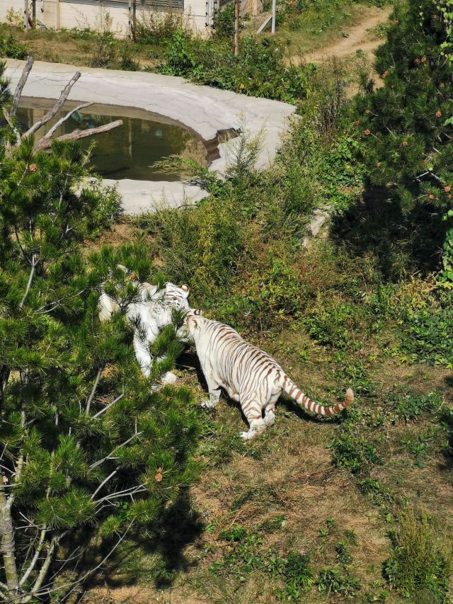 唐山唐山動物園攻略,唐山唐山動物園門票/遊玩攻略/地址/圖片/門票