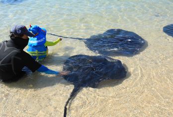 猴岛公园+分界洲岛一日游【2-8人/独团专车/猕猴童趣】【上门接送出发时间自由，可以随时返程，成人包含猴岛门票、索道、分界洲岛门船票，老幼出游出行无忧。】