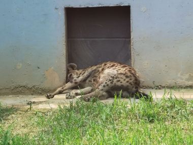 東營黃河三角洲動物園攻略-黃河三角洲動物園門票價格多少錢-團購票價