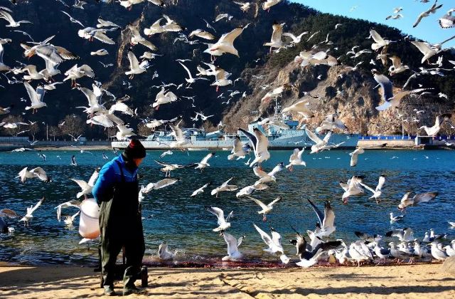 云游四海(695) 冬游老虎滩海洋公园