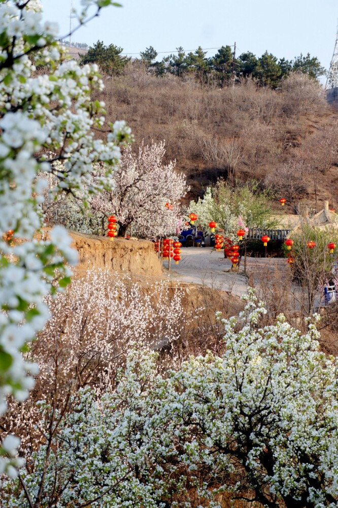 梨花山村