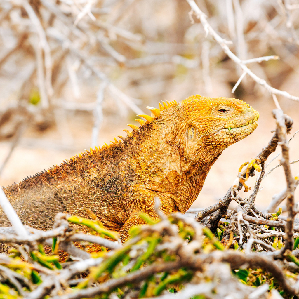 陆鬣蜥( land iguana )