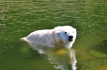 【携程攻略】柏林动物园门票,柏林动物园攻略