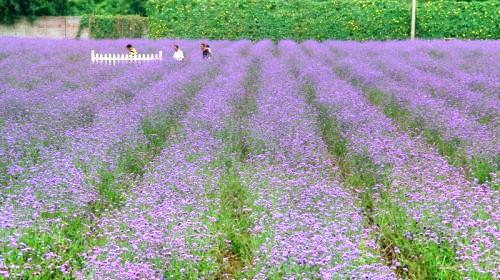 紫缘香草园