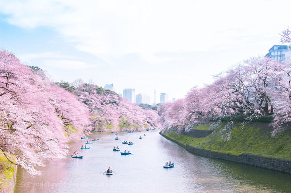 夏日麼麼茶#不經意趕上櫻花季の箱根-河口湖-富士急樂園-東京7天6晚