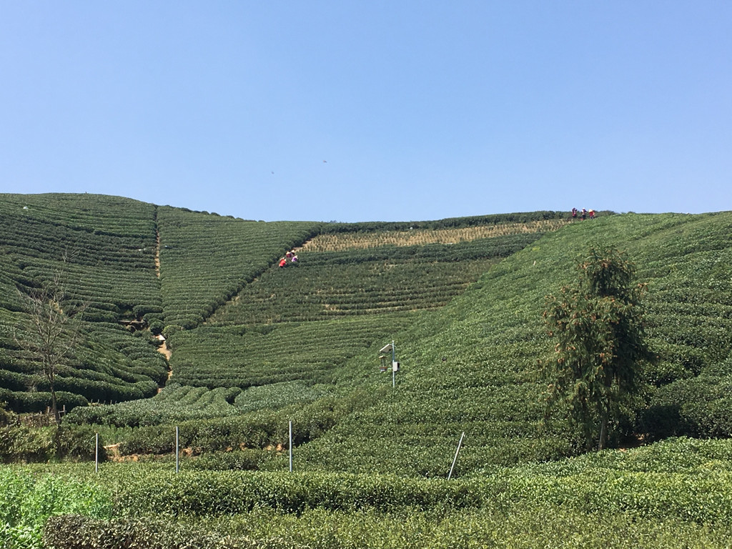 杭州龍塢茶村