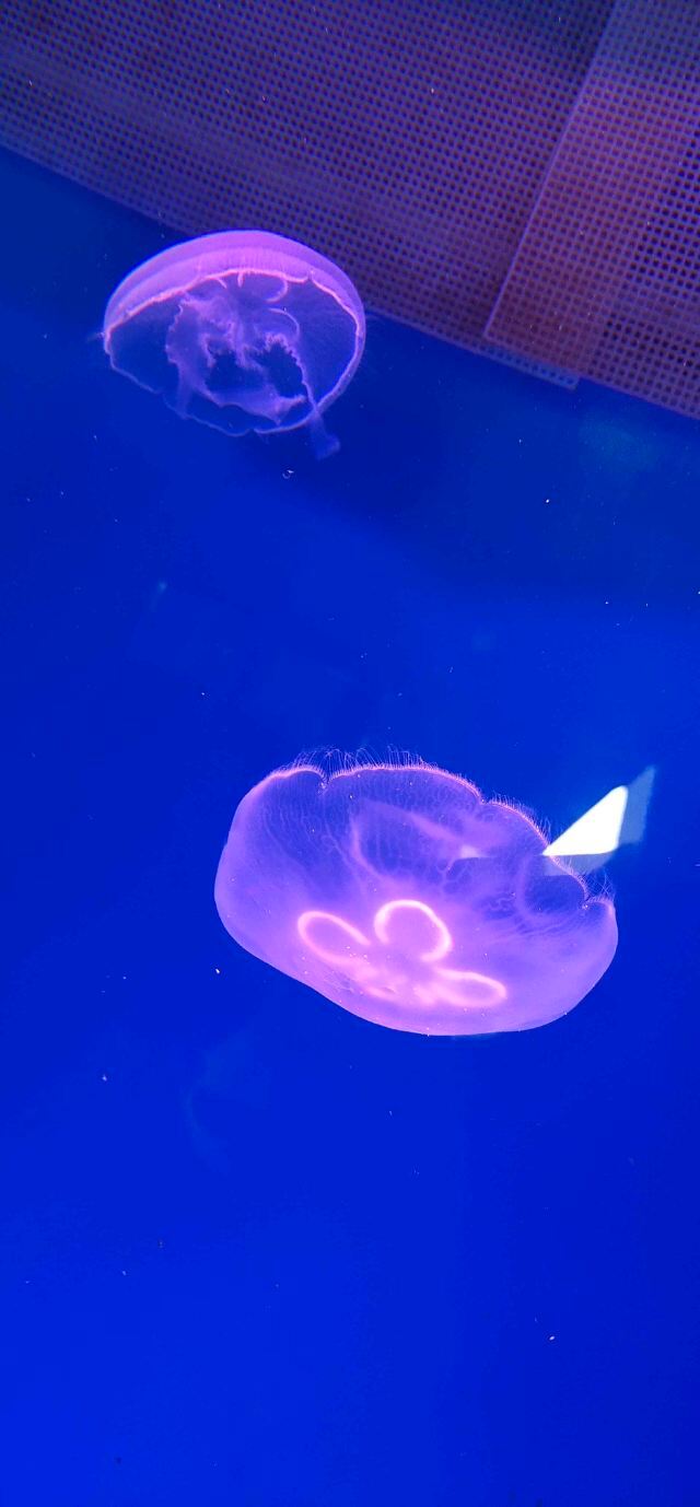 镜湖湿地海洋世界