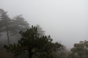 小阿娇漫游迷雾森林 - 九华山游记攻略