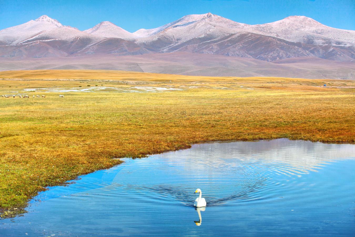 巴音布鲁克天鹅湖
