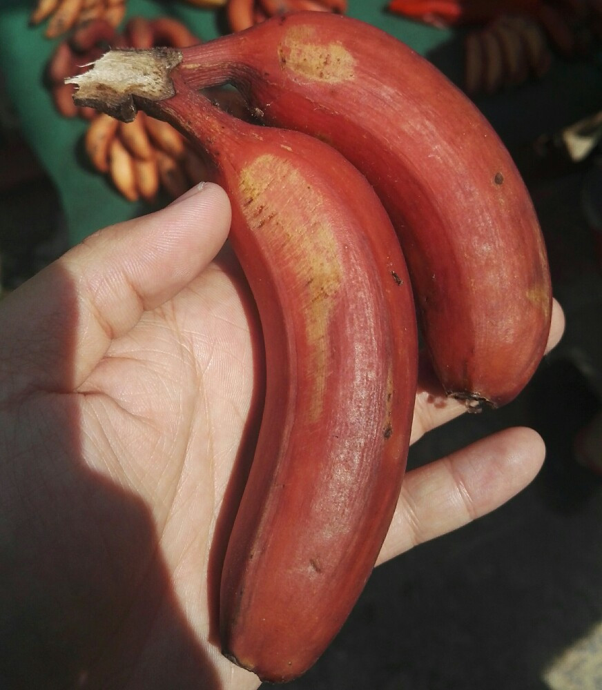 厦门五日四晚自由行之旅