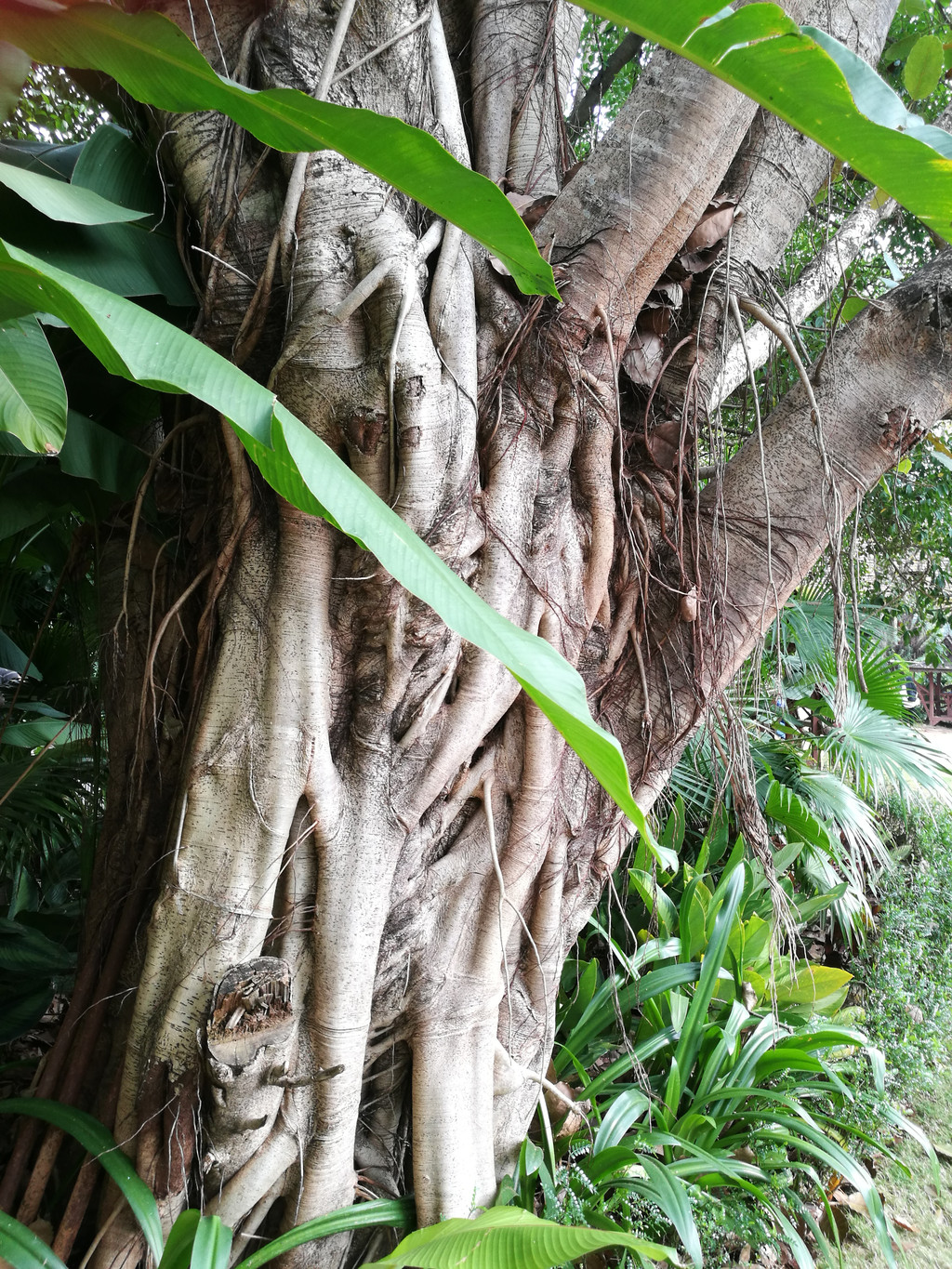 豐富多彩的西雙版納熱帶雨林風情