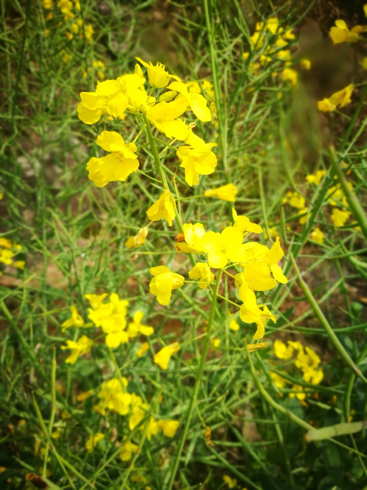 來婺源看一眼油菜花