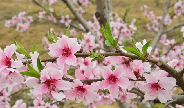 庙坝桃花源