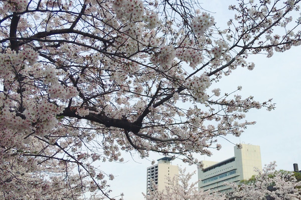 【慢行之日本】阳春四月樱花记,超详细的东京