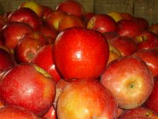 【携程攻略】上海Busti Apple Festival图片,上海Busti Apple Festival风景图片,Busti Apple