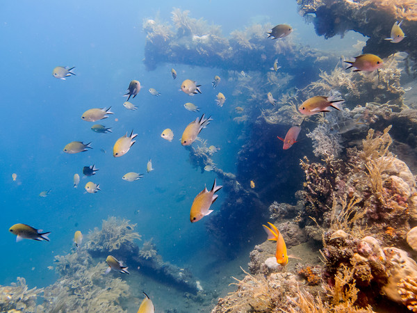 巴厘岛图兰奔深潜 巴厘岛图兰奔潜水攻略