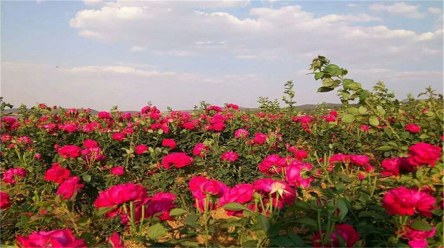 花之恋玫瑰文旅园