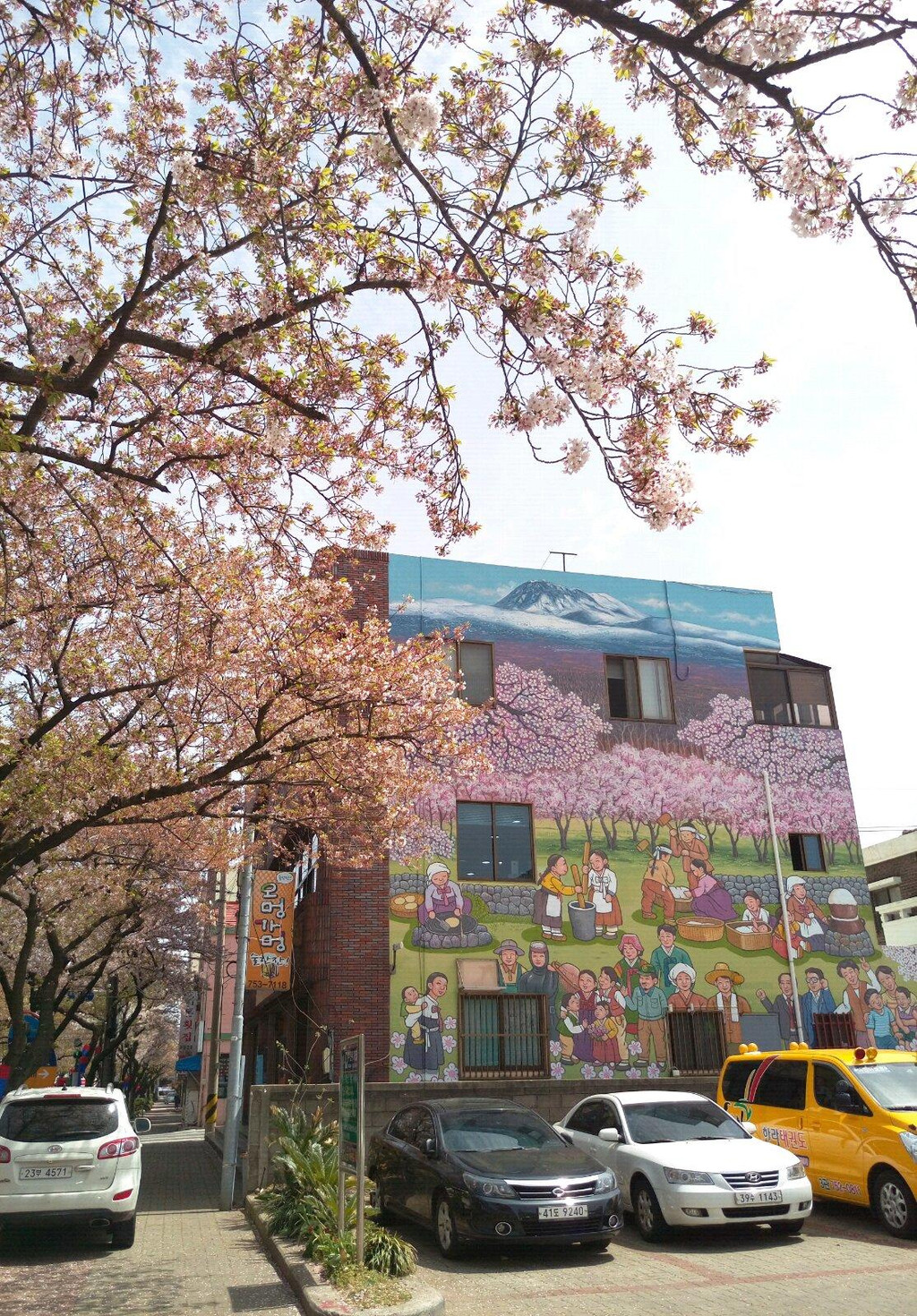 典农路樱花大道