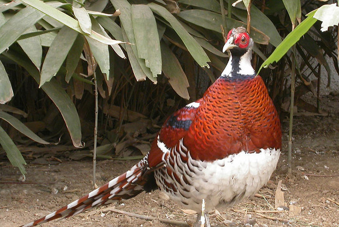 山中小记:秋水共长天一色,古田山中独还