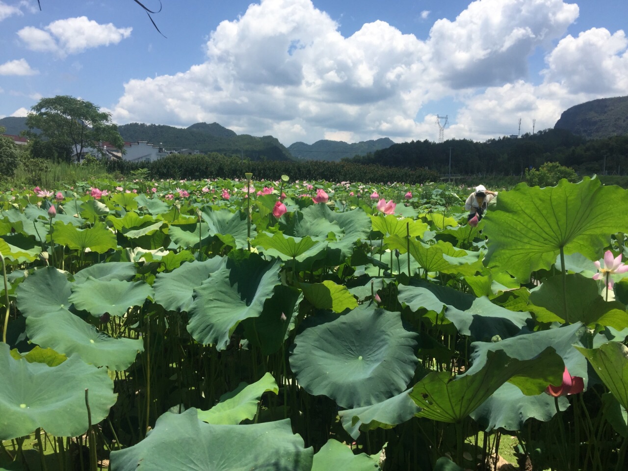 神仙居莲荷文化园